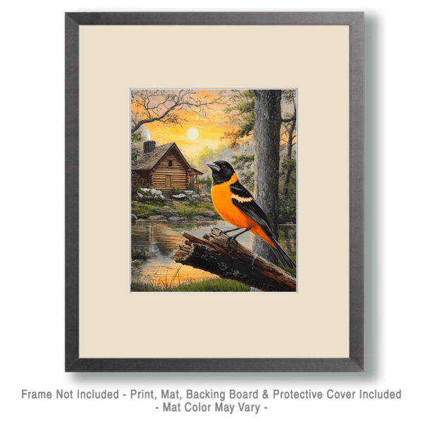 Baltimore Oriole by Homestead Art