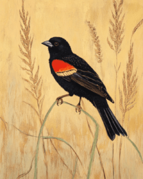 Redwing Blackbird by Homestead