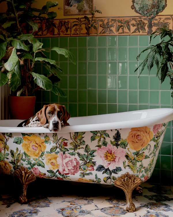 Sad German Shorthaired Pointer in Bathtub