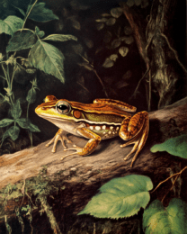 Antique Style Frog