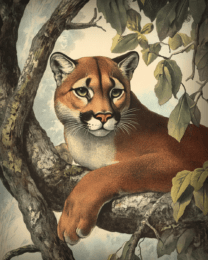 Antique Style Mountain Lion