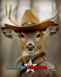 Animal Park Rangers - Buck