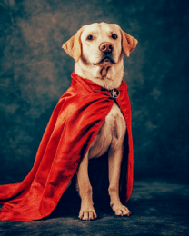 Labrador - Loyal Friend and Hero