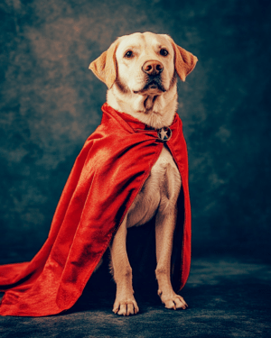 Labrador - Loyal Friend and Hero