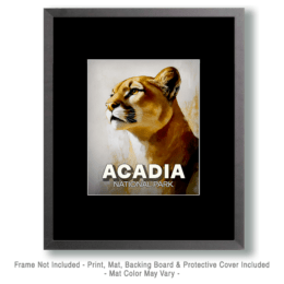 Acadia National Park - Proud Mountain Lion Art