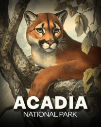 Acadia National Park - Vintage Mountain Lion