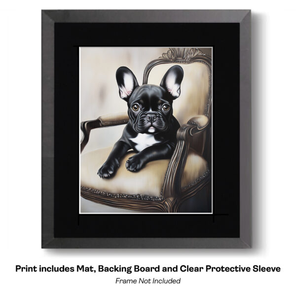 Black French Bulldog on French Provincial Chair