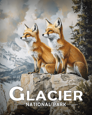 Glacier National Park - A Pair of Red Fox