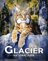 Glacier National Park - Canadian lynx