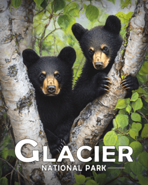 Glacier National Park - Two Bear Cubs