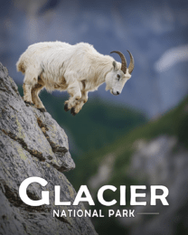 Glacier National Park - Mountain Goat Jumping