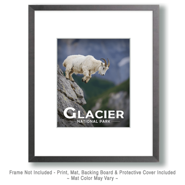 Glacier National Park - Mountain Goat Jumping Art