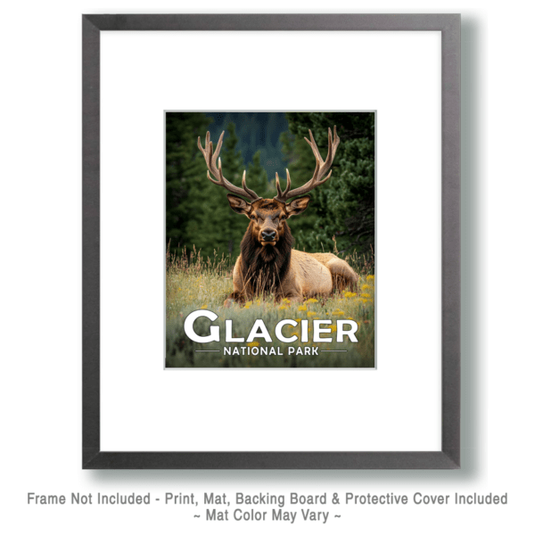 Glacier National Park - Bull Elk Resting Art