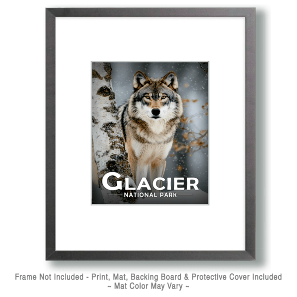 Glacier National Park - Wolf and Birch Art