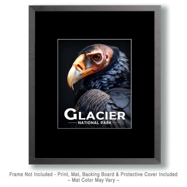 Glacier National Park - Vulture Art