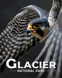 Glacier National Park - Flying Peregrine Falcon