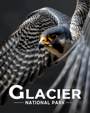 Glacier National Park - Flying Peregrine Falcon