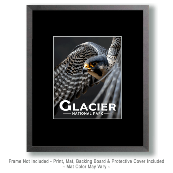 Glacier National Park - Flying Peregrine Falcon Art