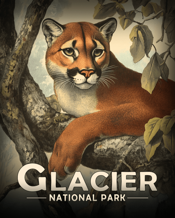 Glacier National Park - Antique Style Mountain Lion