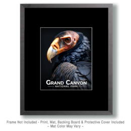 Grand Canyon National Park - Vulture Portrait Art