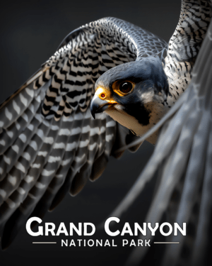 Grand Canyon National Park - Peregrine Falcon