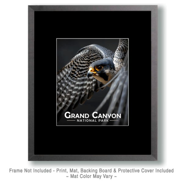 Grand Canyon National Park - Peregrine Falcon Art