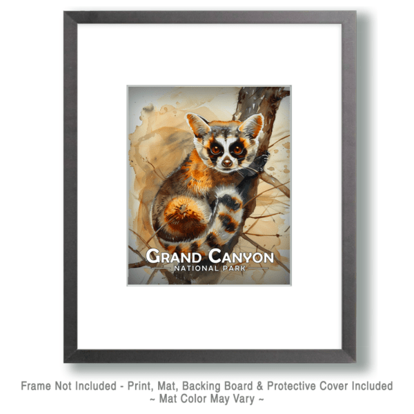 Grand Canyon National Park - Ringtail Art