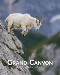 Grand Canyon National Park - Mountain Goat