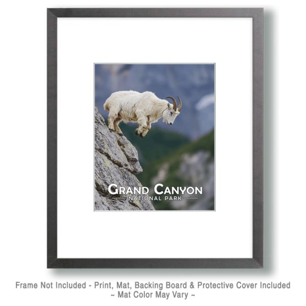 Grand Canyon National Park - Mountain Goat Art