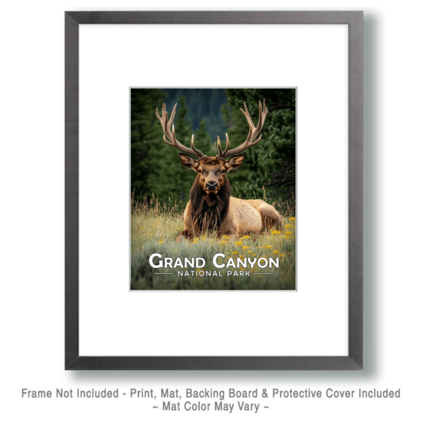 Grand Canyon National Park - Relaxing Bull Elk Art