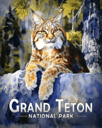 Grand Teton National Park - Canadian Lynx