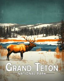 Grand Teton National Park - Elk on the Plains