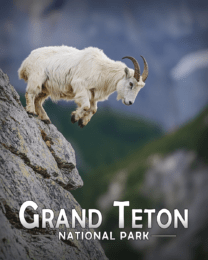 Grand Teton National Park - Mountain Goat Jumping Art