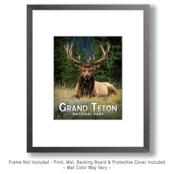 Grand Teton National Park - Relaxing Bull Elk Art