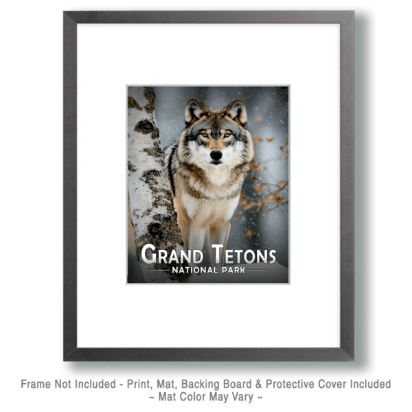 Grand Teton National Park - Wolf and Birch Art