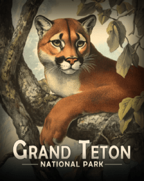 Grand Teton National Park - Antique Style Mountain lion