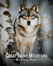 Great Smoky Mountains - Grey Wolf by Birch