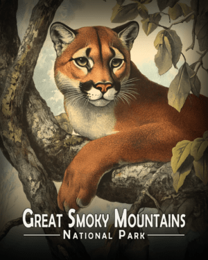 Great Smoky Mountains - Mountain Lion Relaxing