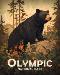 Olympic National Park - Antique Style Black Bear