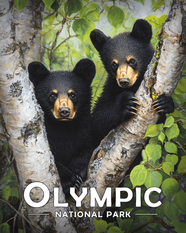 Olympic National Park - Two Bear Cubs