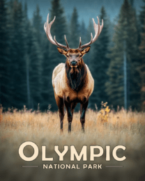 Olympic National Park - Bull Elk