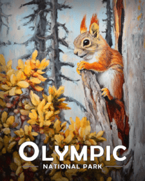 Olympic National Park - Alert Red Squirrel