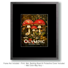 Olympic National Park - Amanitas Art