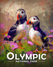 Olympic National Park - Pair of Puffins