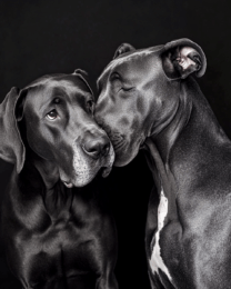 Great Dane Friends