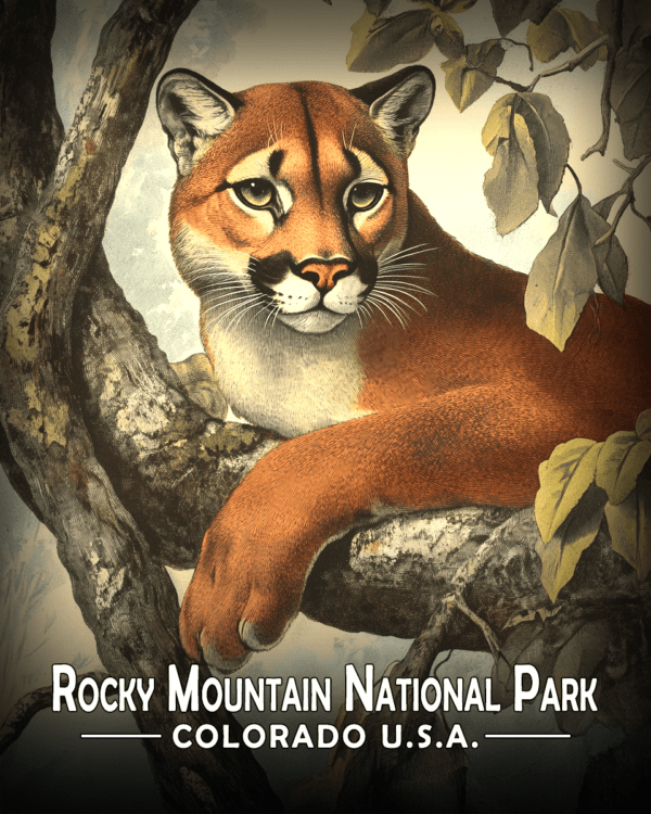 Rocky Mountain National Park - Vintage Mountain Lion