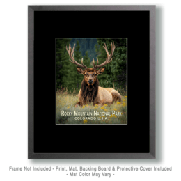 Rocky Mountain National Park - Resting Bull Elk Art
