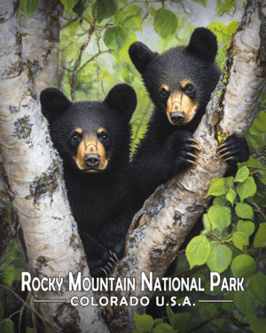 Rocky Mountain National Park - Two Bear Cubs