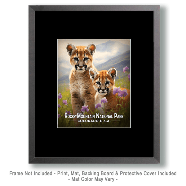 Rocky Mountain National Park - Mountain Lion Kittens Art