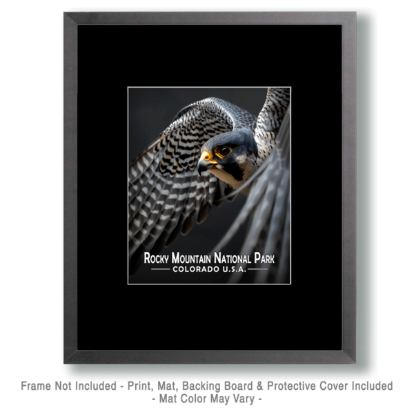 Rocky Mountain National Park - Flying Peregrine Falcon Art